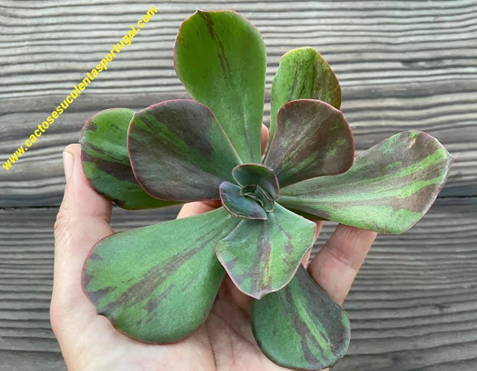 Echeveria Goiabinha