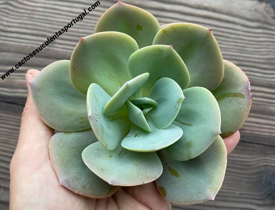 Echeveria Hakuhou, 12cm diâmetro Híbrida japonesa, cruzamento da Echeveria Laui com a Echeveria Pallida