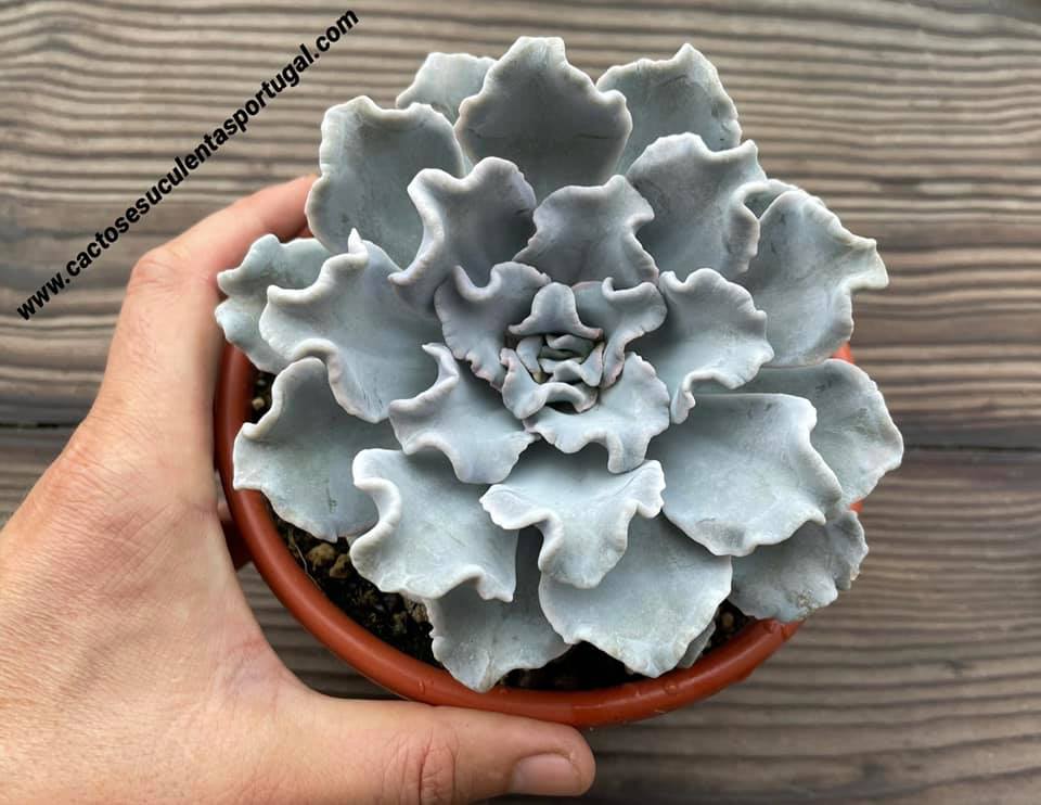Echeveria Lilacina 'Crispate Beauty'