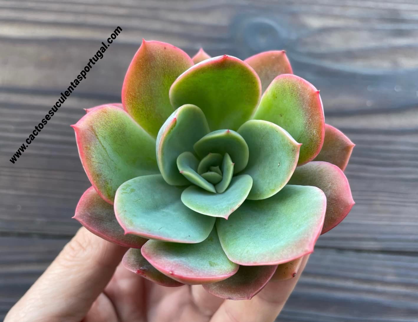 Echeveria Luella
