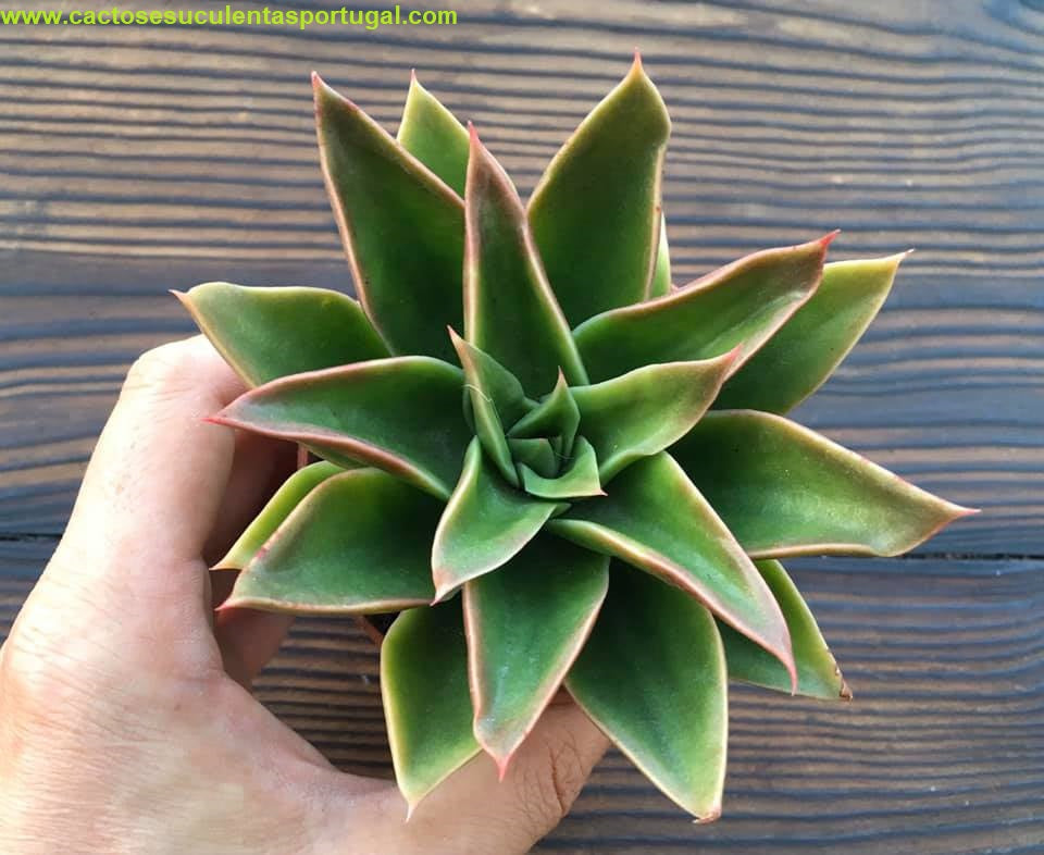 Echeveria "Mexicano"