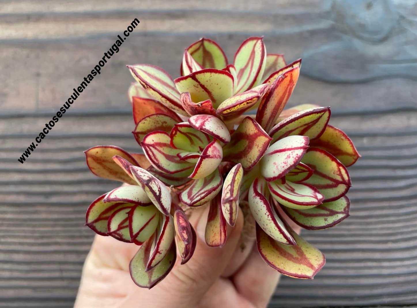 Echeveria nodulosa, extra ramificada