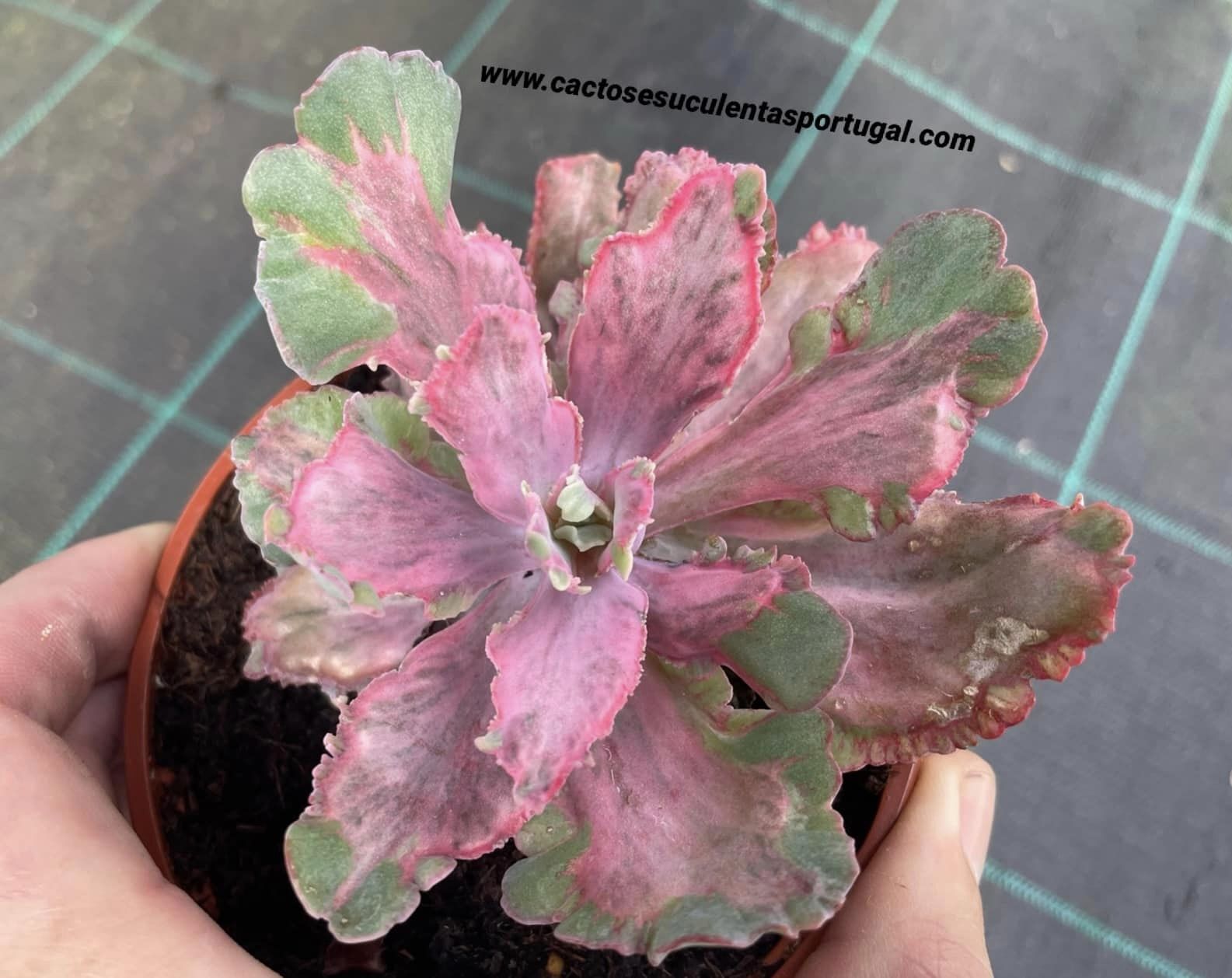 Echeveria Red Chantilly 'Dragon Fin'