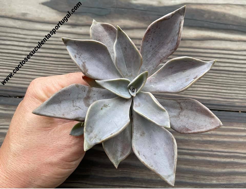 Echeveria Rodolfi