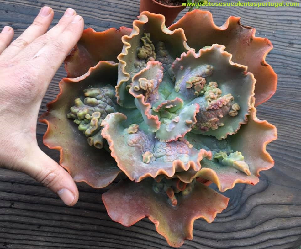 Echeveria Sea Dragon spp. 18cm de diâmetro