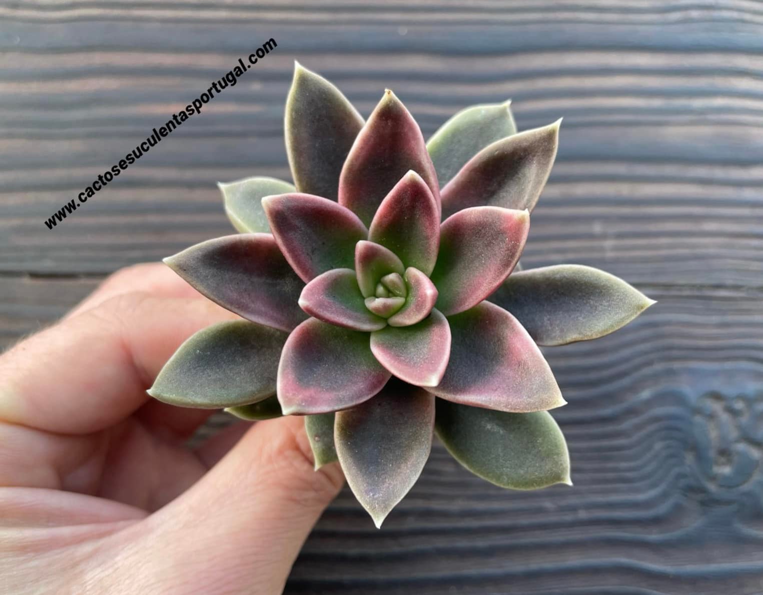 Echeveria Serrana