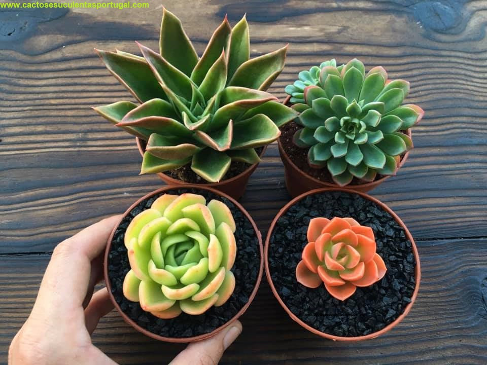 Echeveria Gilva "Golden Glow"