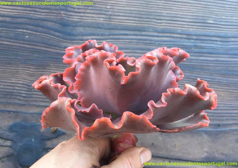 Echeveria Zorro