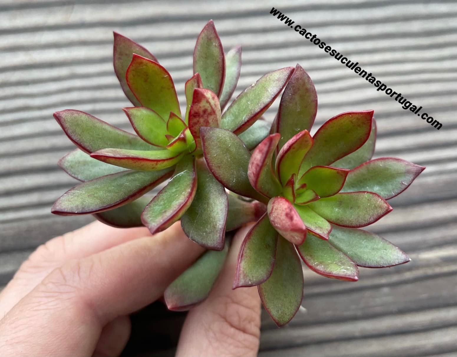Echeveria 'Alata' spp.