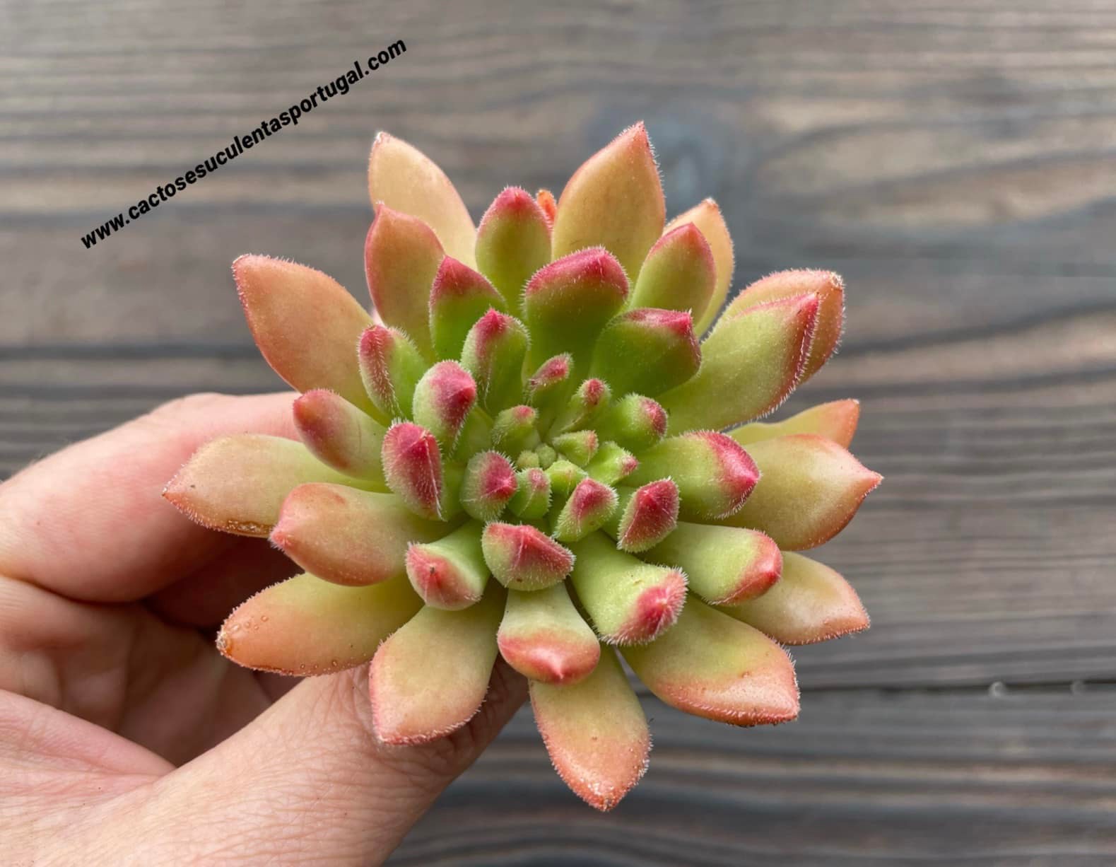 Echeveria 'Bella'