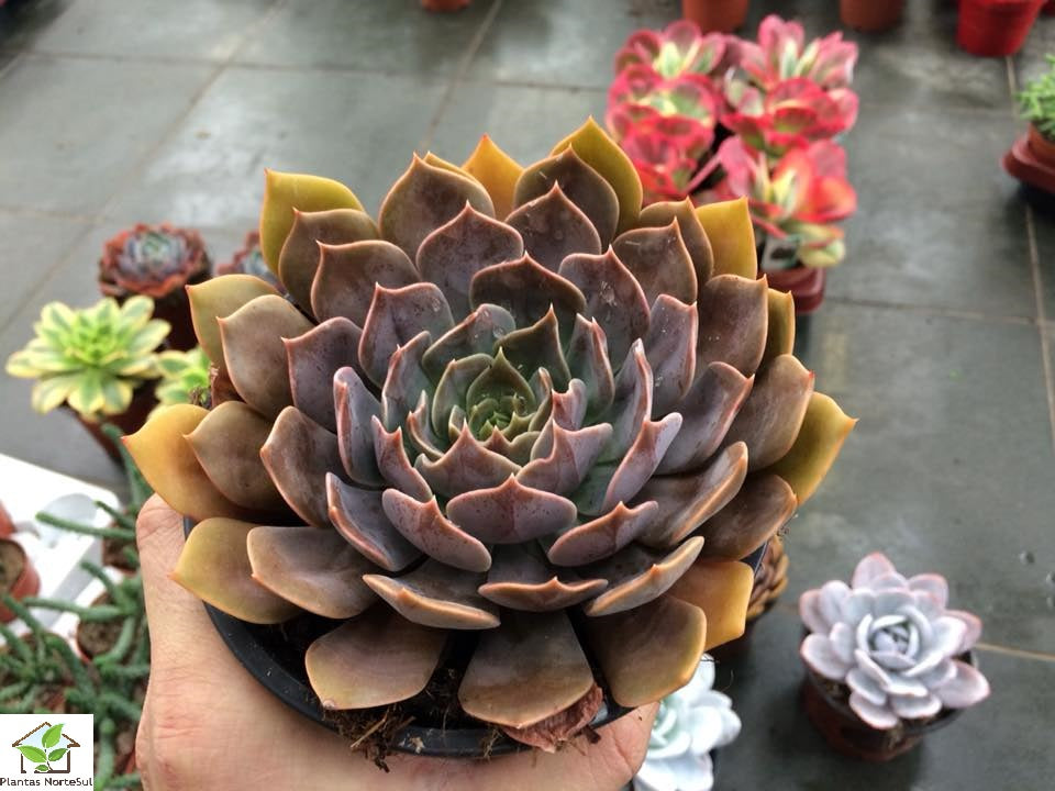 Echeveria Rob Roy