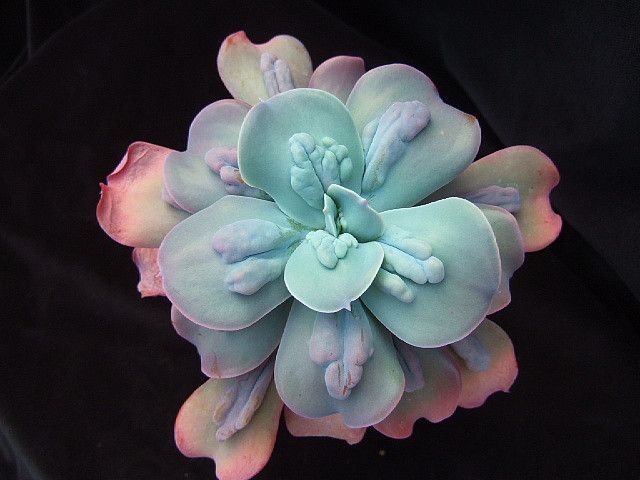 Echeveria CAMEO