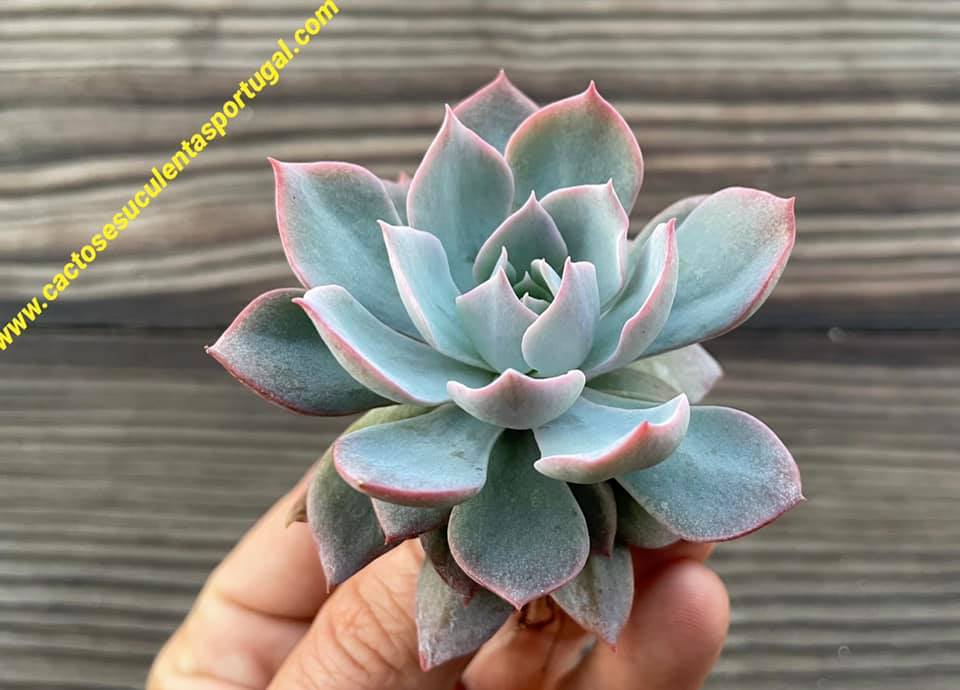 Echeveria 'Canadian'