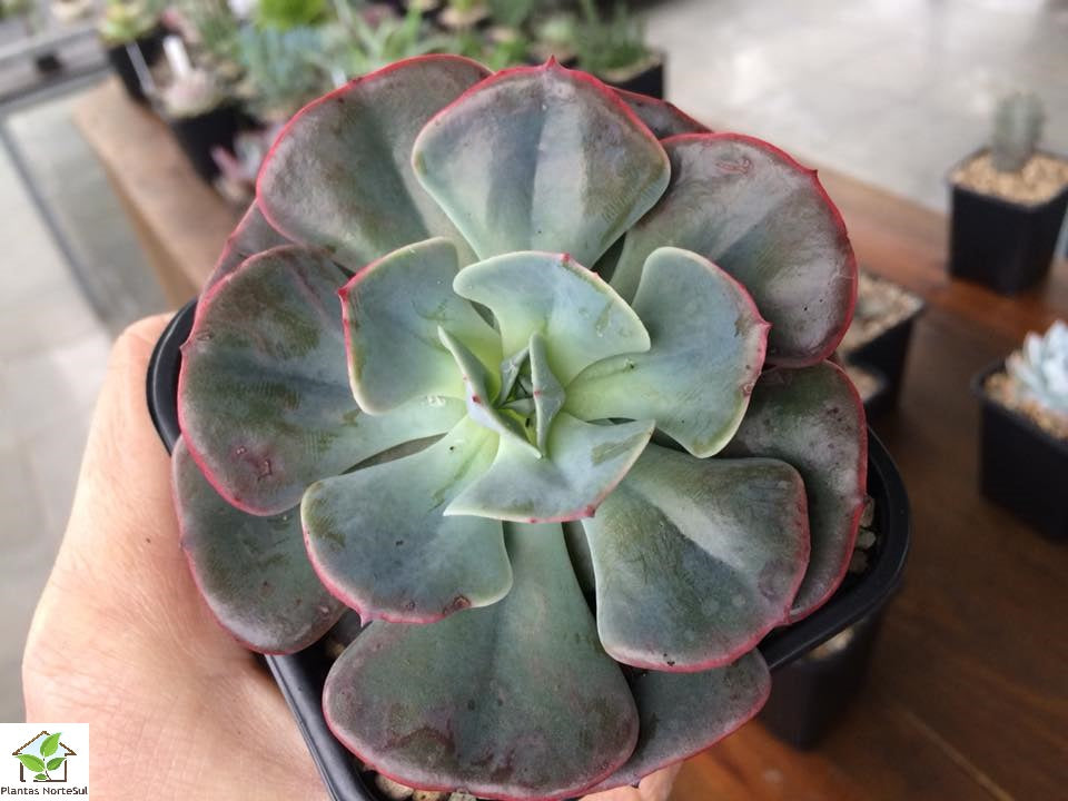 Echeveria cassyz