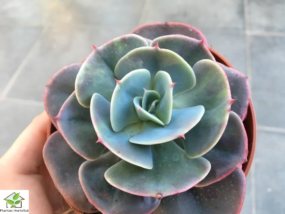 Echeveria cassyz