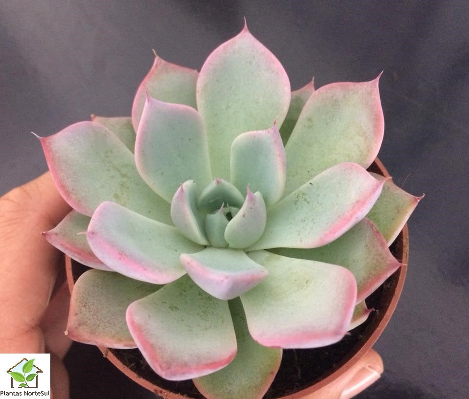 Echeveria Chihuahuensis Ruby Blush