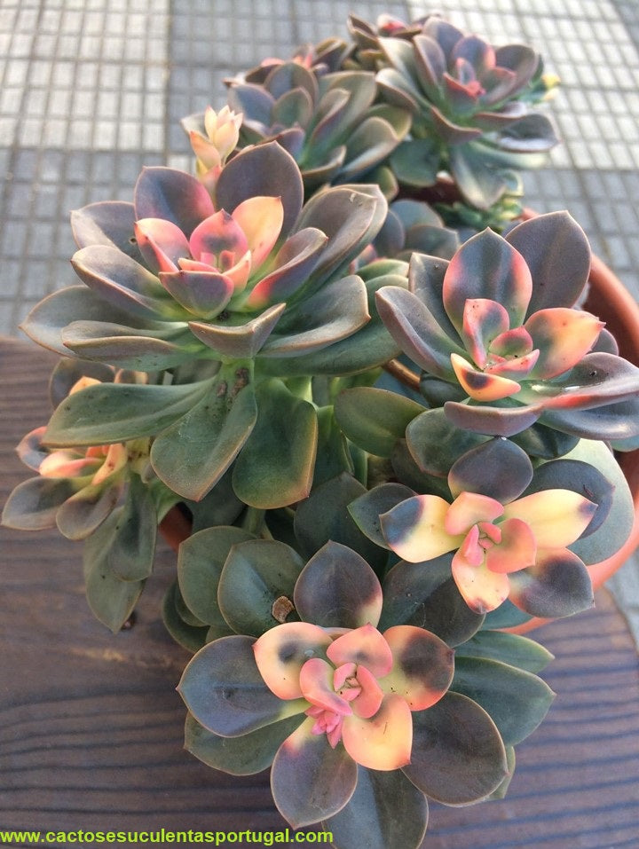 Echeveria Chroma