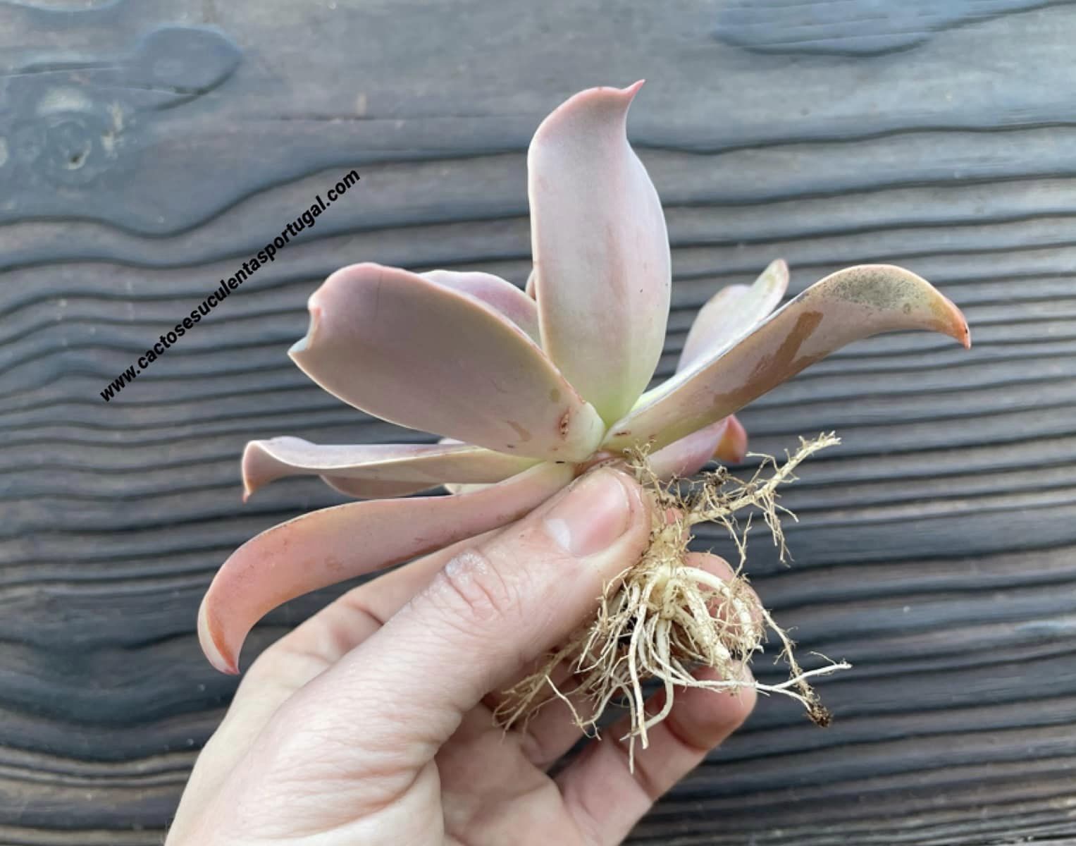 Echeveria 'Cream II'