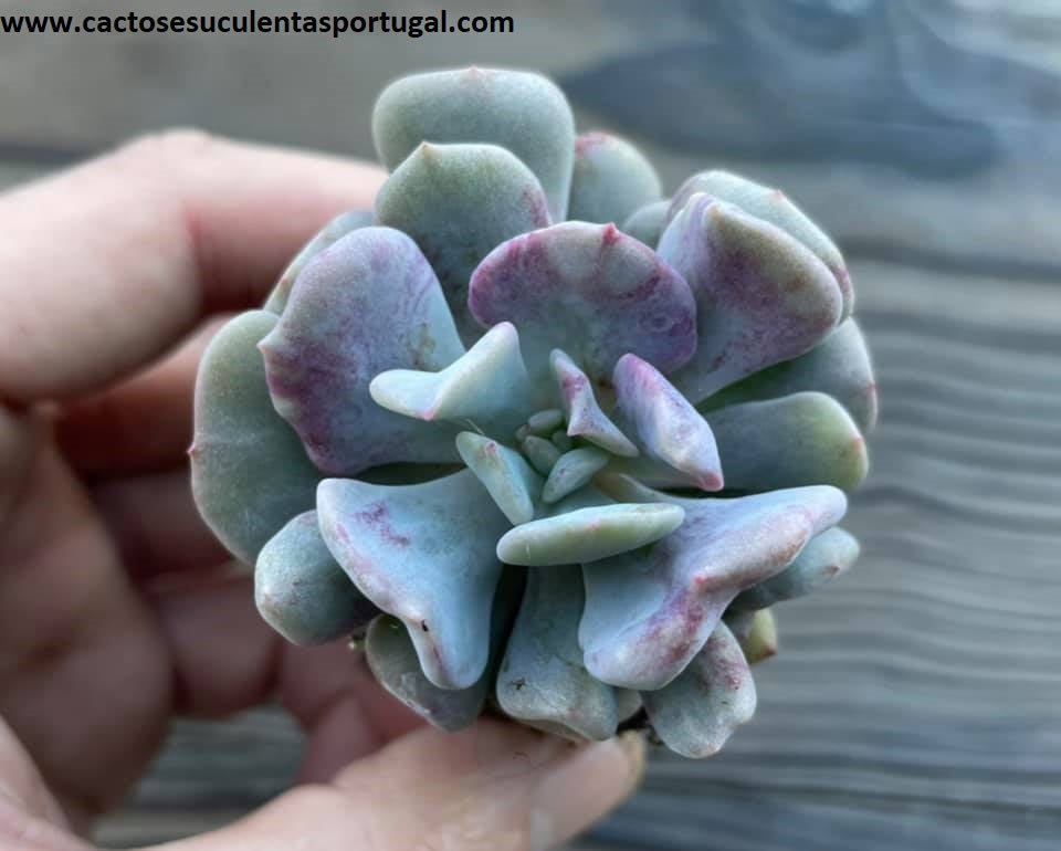 Echeveria 'Cubic Frost' spp. violacea