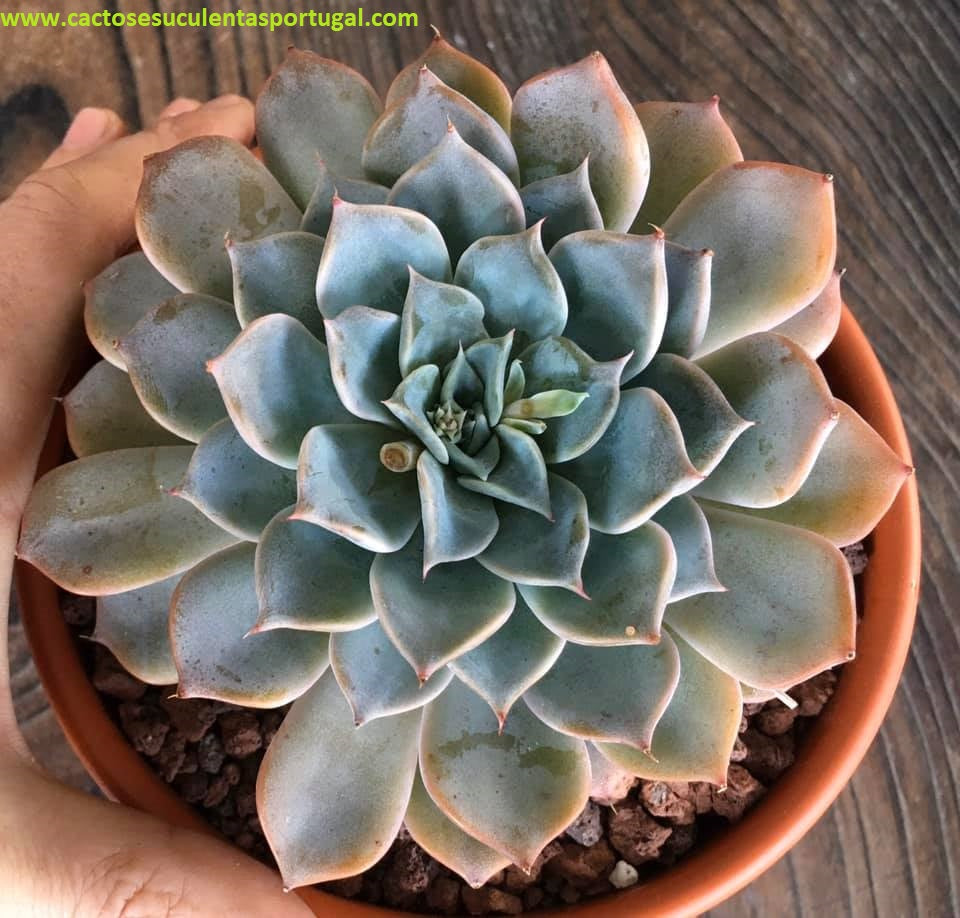 Echeveria Cuspidata x Halbingeri