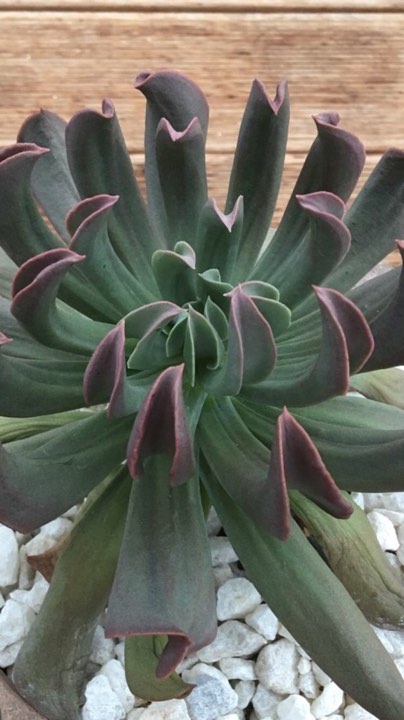 Echeveria Dark Vader aka Darkness Power