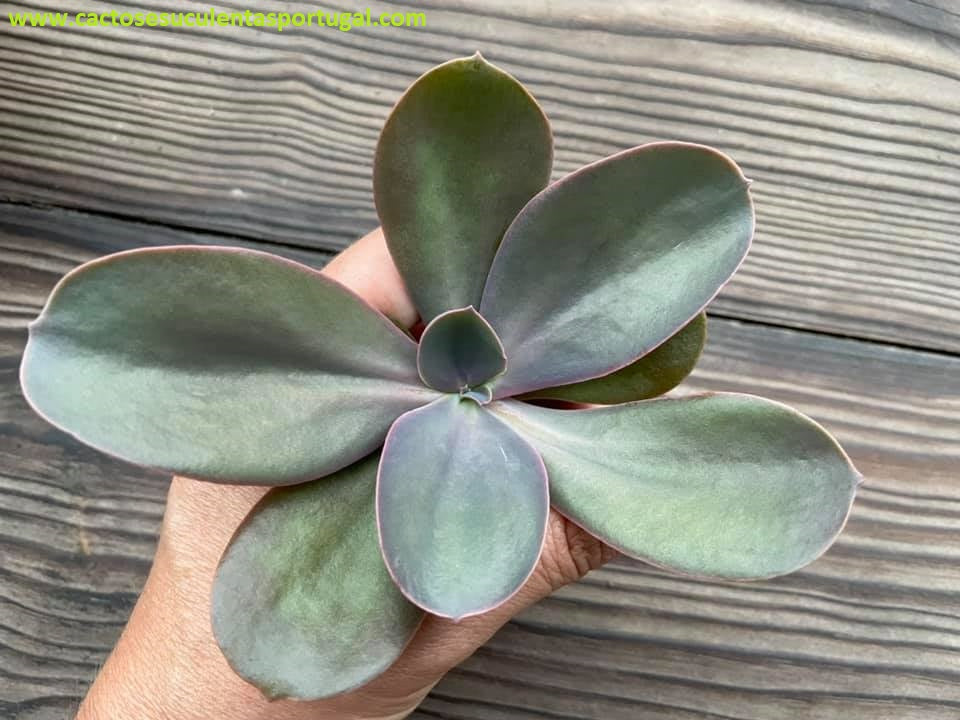 Echeveria 'Decora'