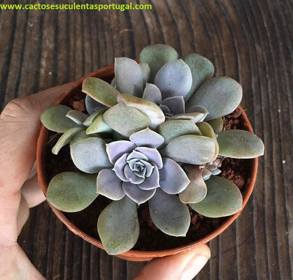 Echeveria Difractens