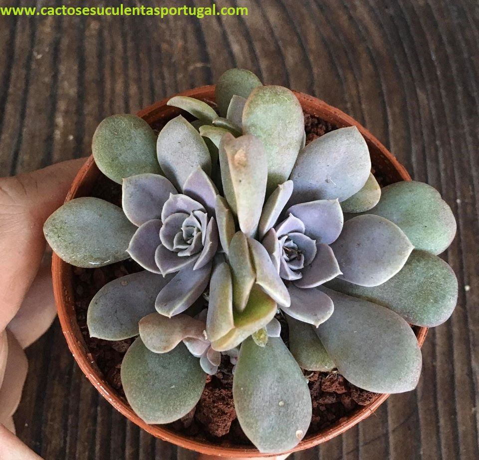Echeveria Difractens