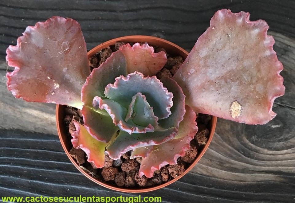 Echeveria Dorothy