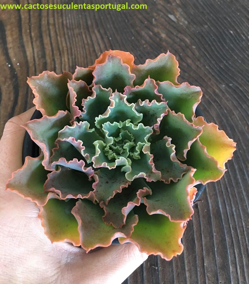 Echeveria Dorothy