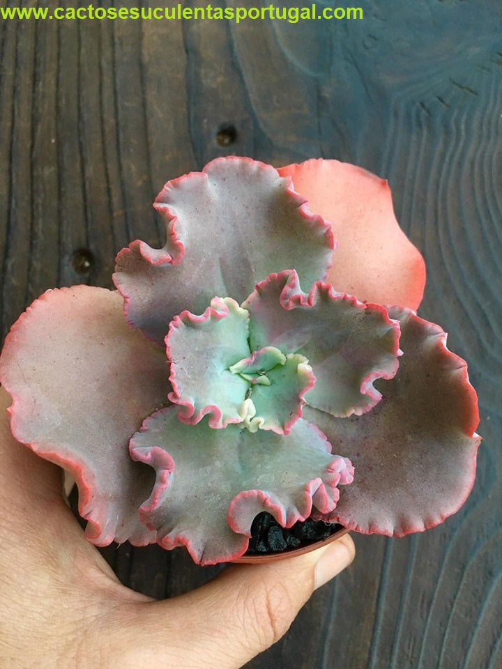 Echeveria Doublette