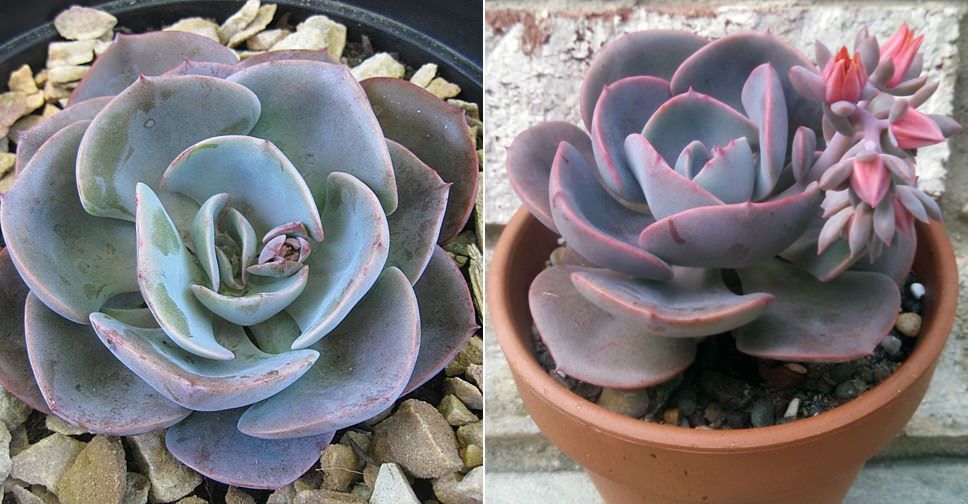 Echeveria 'Dusty Rose'