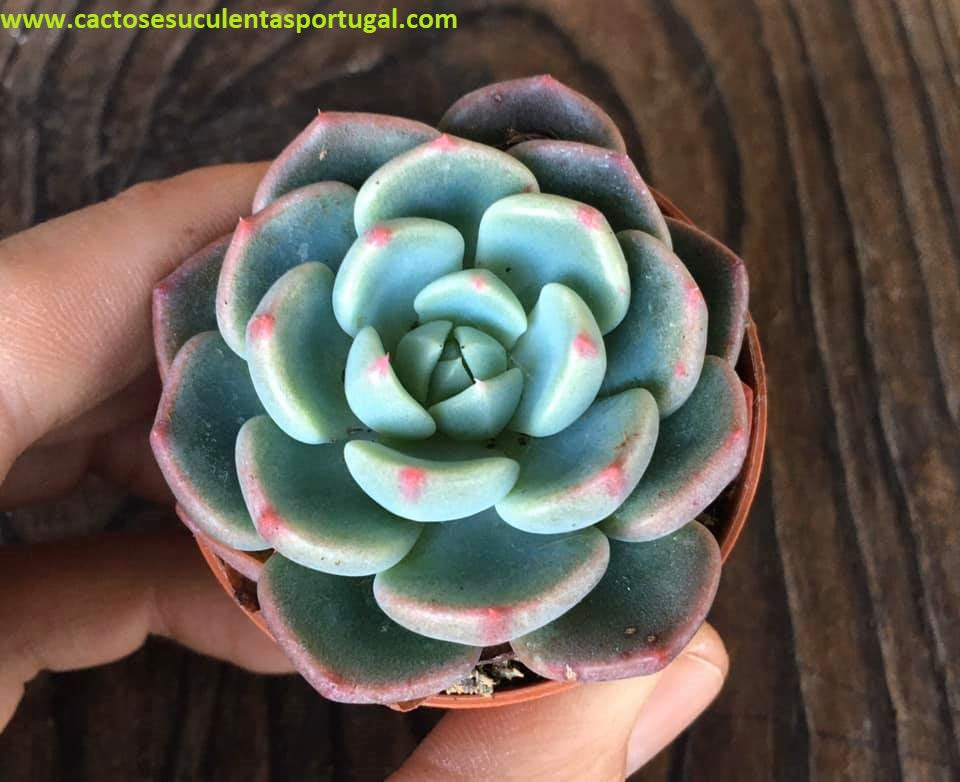 Echeveria Elegans El Chico