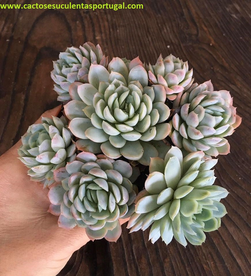 Echeveria Elegans 'Raspberry Ice'