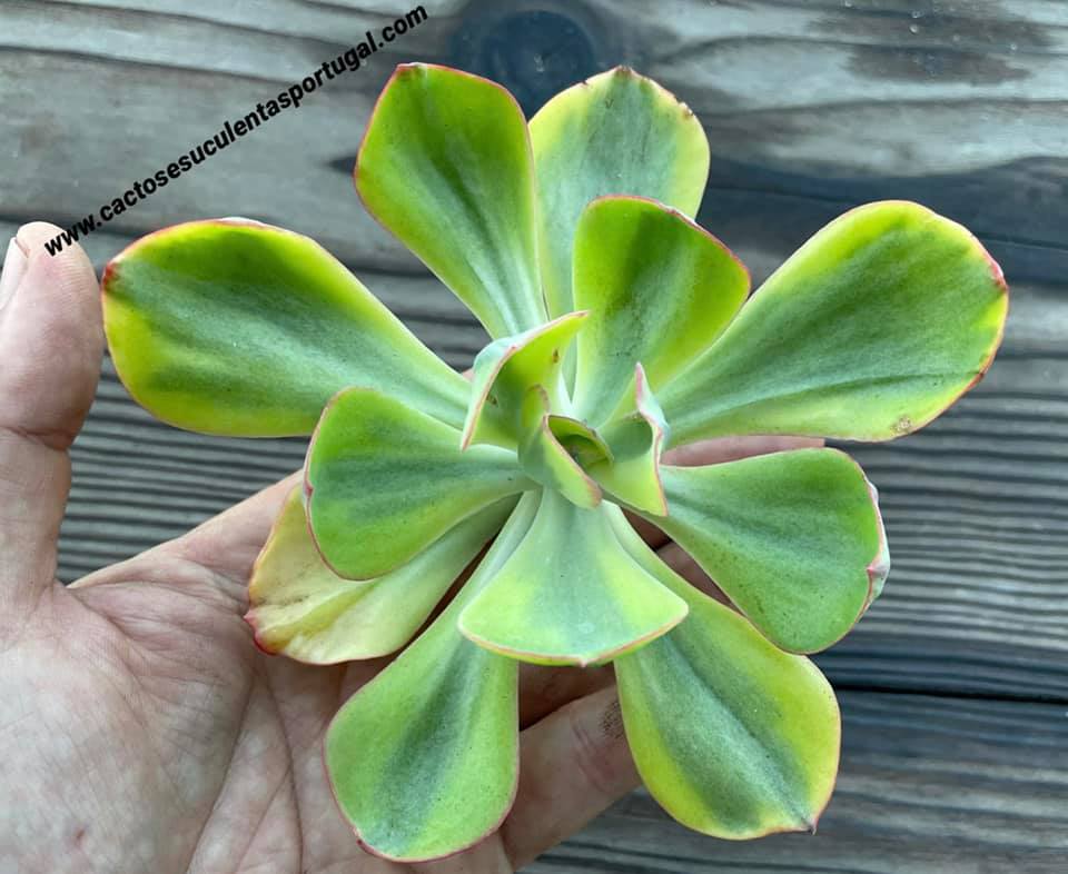 Echeveria 'Enfant' variegated