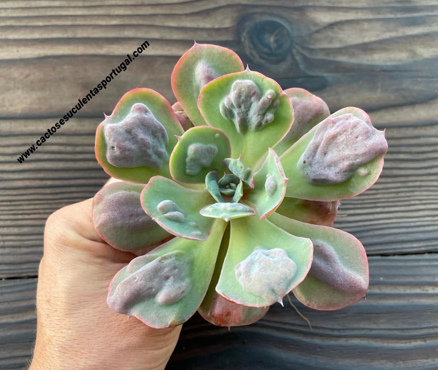 Echeveria 'Heart's Delight'
