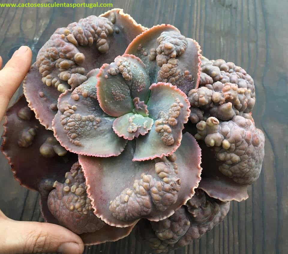 Echeveria Ex. Hiromi Japan