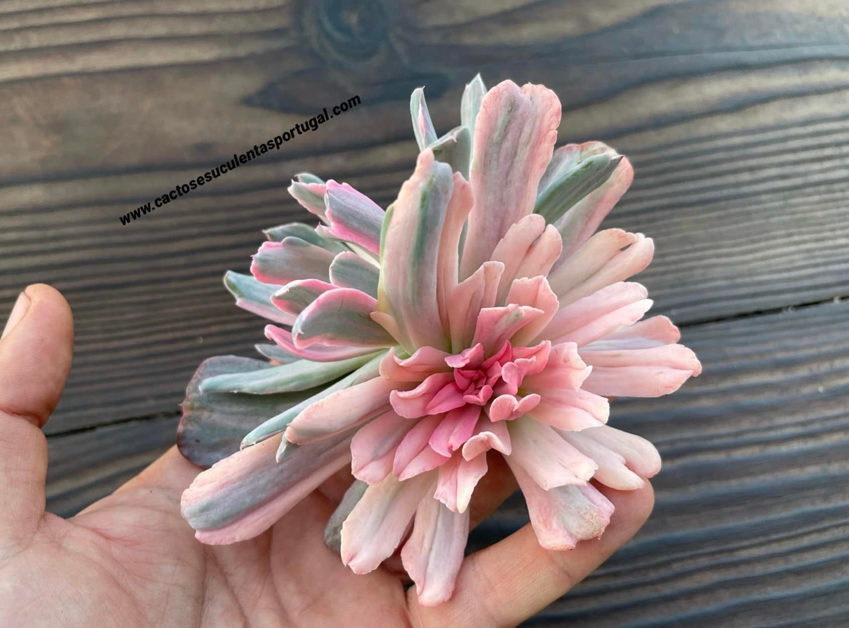 Echeveria 'Hoveyi' monstruosa form. variegata siamesa and albina