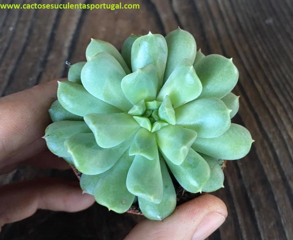 Echeveria Irish Mint