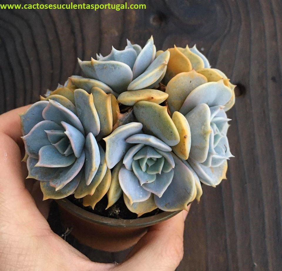 Echeveria Lilacina