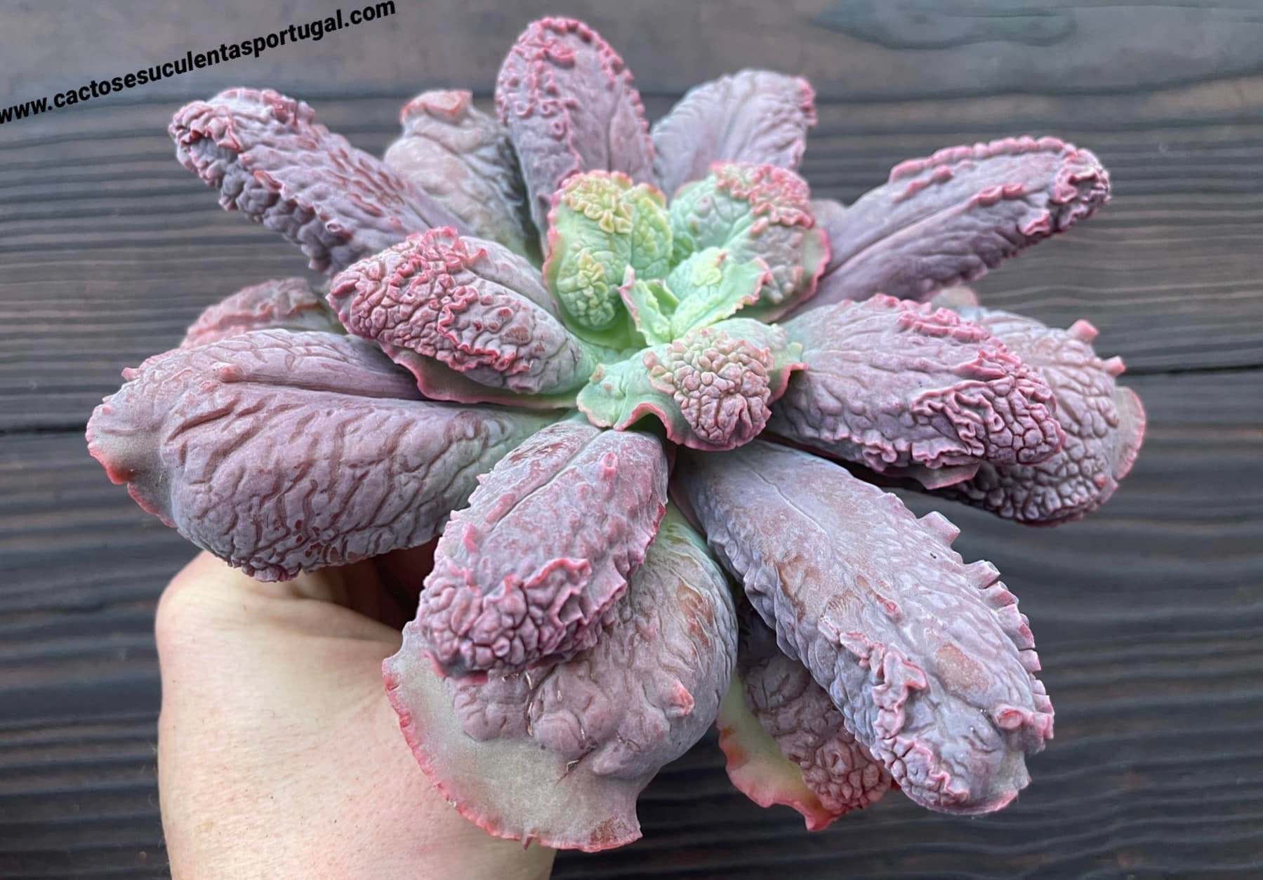 Echeveria 'Linguas' six years old