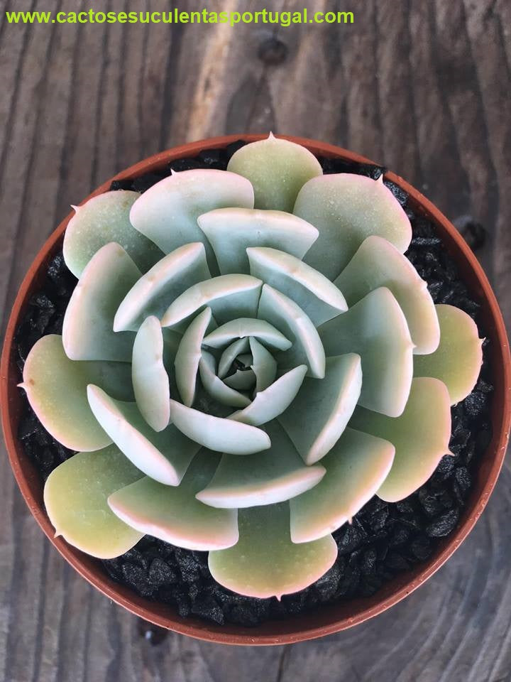 Echeveria runyonii Tom Allen