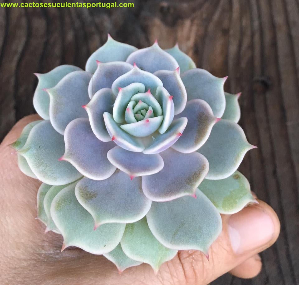 Echeveria Lola compact form.
