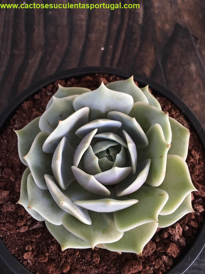 Echeveria Lola