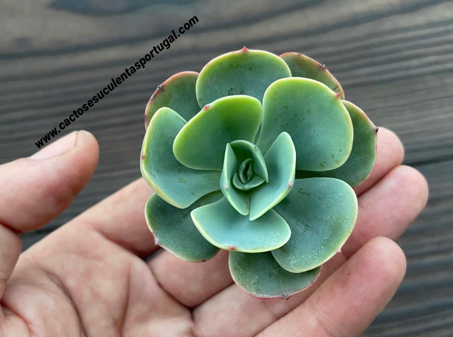 Echeveria 'Love's Light'