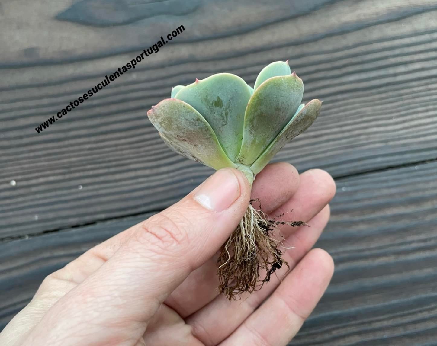 Echeveria 'Love's Light'