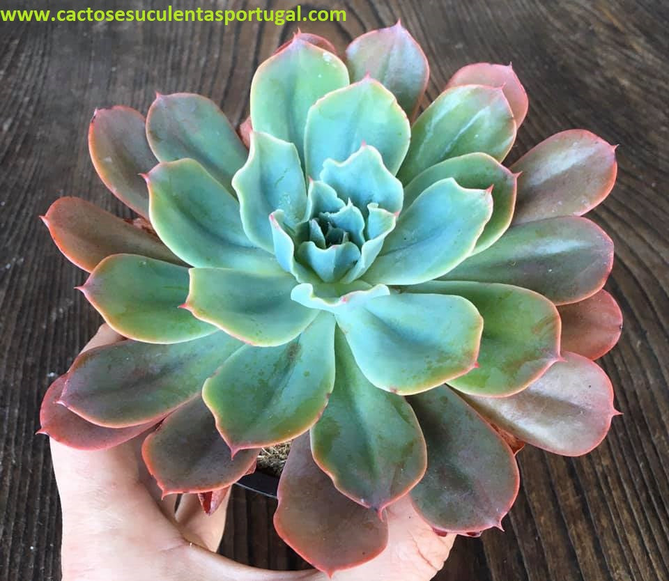 Echeveria Lozanoi Rose