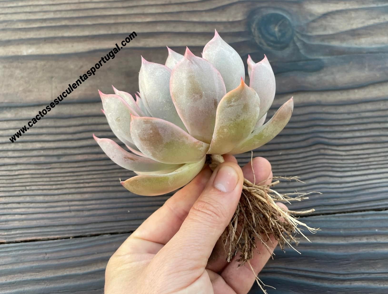 Echeveria 'Maasai'