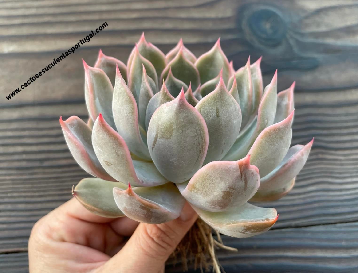 Echeveria 'Maasai'