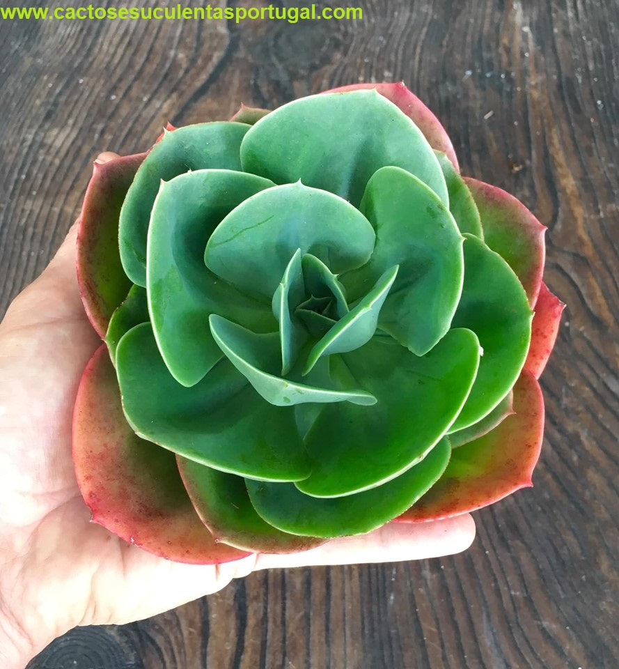 Echeveria Mandala